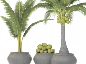 coconut palm set 3D Model