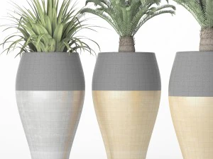 palm tree cycas set 3D Model