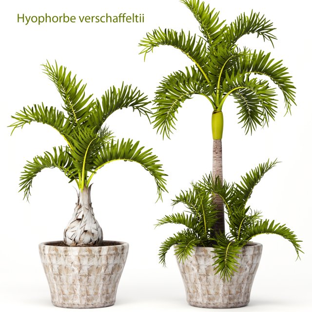 hyophorbe lagenicaulis set 3D 모델 .c4d .max .obj .3ds .fbx .stl .blend 
