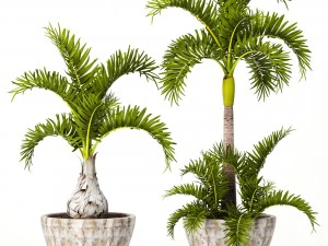 zestaw Hyophorbe lagenicaulis Model 3D