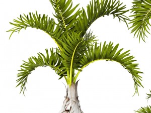 hyophorbe lagenicaulis set 3D 모델