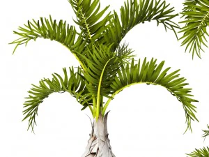 hyophorbe lagenicaulis set 3D Model