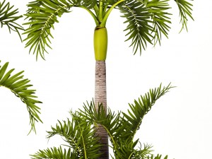 hyophorbe lagenicaulis set 3D 모델