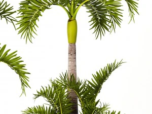 hyophorbe lagenicaulis set 3D Model