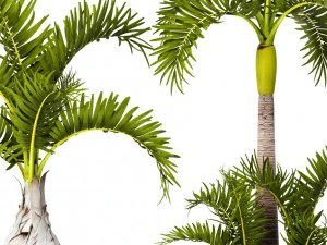hyophorbe lagenicaulis set 3D Model