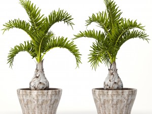 hyophorbe lagenicaulis set 3D 모델