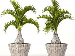 hyophorbe lagenicaulis set 3D Model