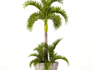 hyophorbe lagenicaulis set 3D 모델
