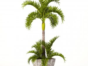 hyophorbe lagenicaulis set 3D Model