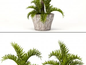 hyophorbe lagenicaulis set 3D Model