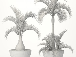hyophorbe lagenicaulis set 3D 모델