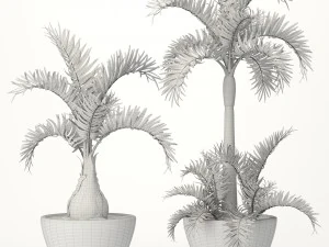hyophorbe lagenicaulis set 3D Model