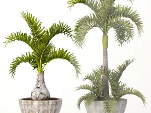 hyophorbe lagenicaulis set 3D Model