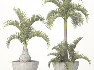 hyophorbe lagenicaulis set 3D 모델