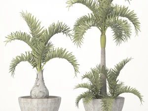 hyophorbe lagenicaulis set 3D Model