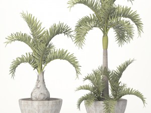 hyophorbe lagenicaulis set 3D 모델