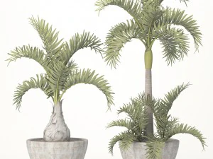 hyophorbe lagenicaulis set 3D Model