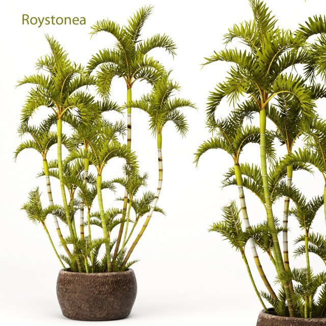 roystonea royal palm Model 3D .c4d .max .obj .3ds .fbx .stl .blend