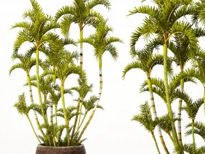 palma reale roystonea Modello 3D