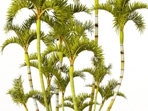 roystonea royal palm Model 3D