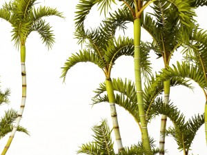 roystonea royal palm Model 3D