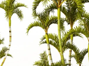 roystonea royal palm 3D Model