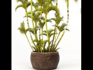 roystonea royal palm Model 3D