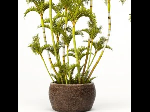roystonea royal palm 3D Model