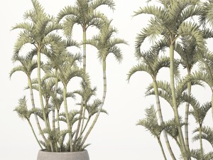 roystonea royal palm Model 3D