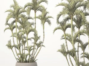 roystonea royal palm 3D Model