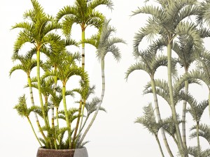 roystonea royal palm Model 3D