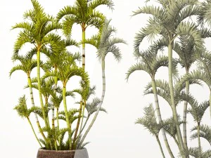 roystonea royal palm 3D Model