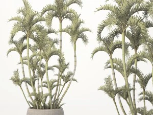 roystonea royal palm 3D Model