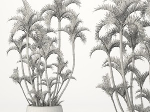 roystonea royal palm Model 3D