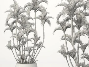 roystonea royal palm 3D Model