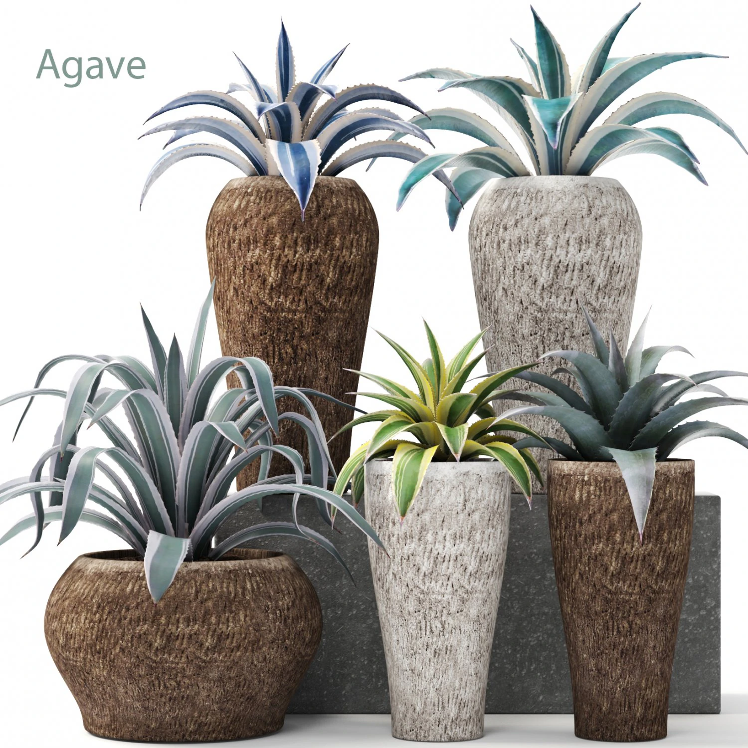 agave collection 3D Model .c4d .max .obj .3ds .fbx .stl .blend