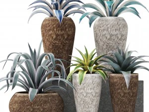 아가베 컬렉션 3D 모델