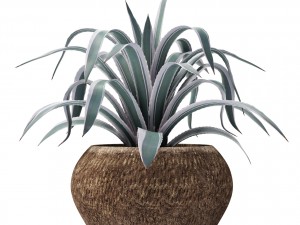 agave collection 3D Model