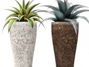 agave collection 3D Model