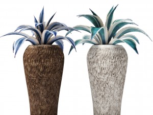 agave collection 3D Model