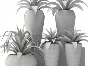 agave collection 3D Model
