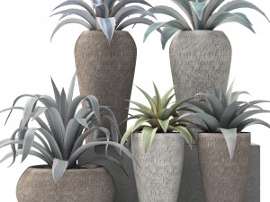 agave collection 3D Model