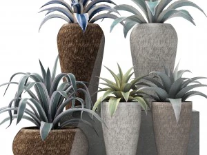 agave collection 3D Model