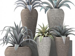 agave collection 3D Model