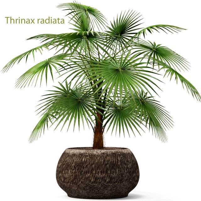 palm 3D Модель .c4d .max .obj .3ds .fbx .stl .blend 