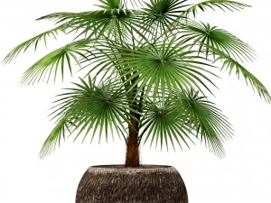 palm 3D Модель
