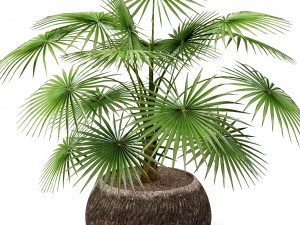 palm 3D Модель