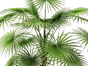 palm 3D Модель