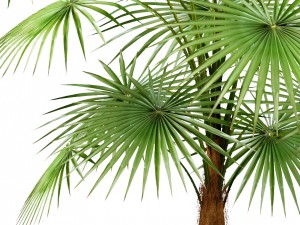 palm 3D Модель