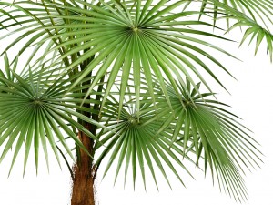 palm 3D Модель